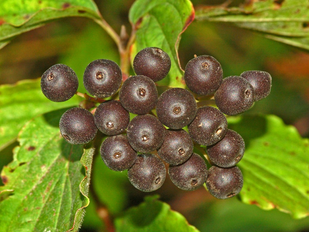 Cornus sanguinea / Corniolo sanguinello